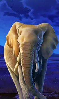 African Elephant
